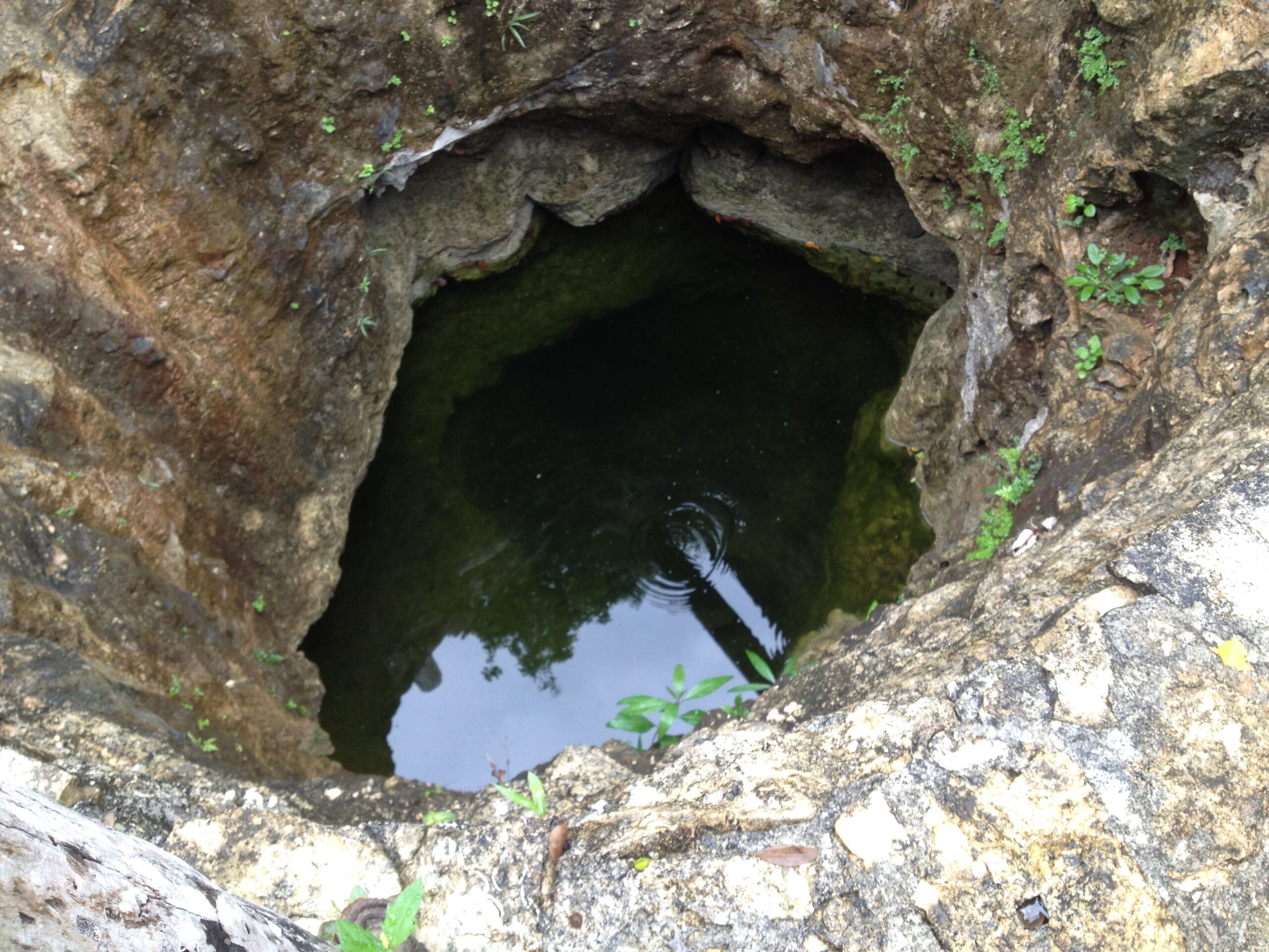 Cenote localizado dentro de la zona de estudio.